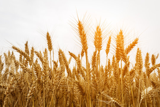 The mature wheat fields in the harvest season