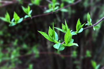 the first spring leaf