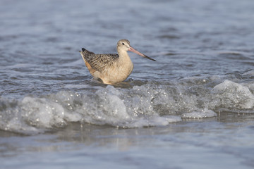 Marbled Godwit in surf on beach at Morro Bay California