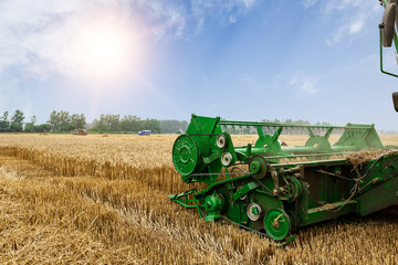 Fototapeta premium Combine harvester harvest ripe wheat on a farm