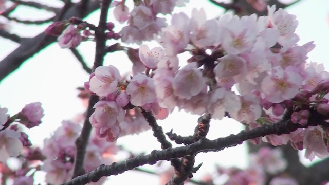 Cherry Blossoms_01