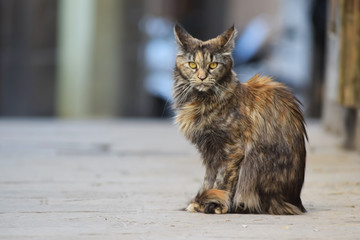 Big cat maine coon sitting on the street and staring at you, 2 years old