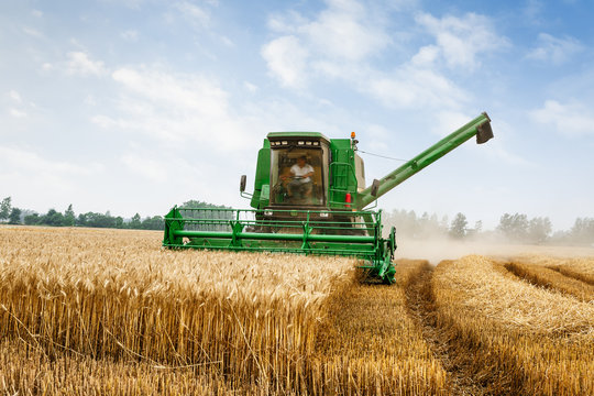 Combine harvester harvest ripe wheat on a farm