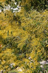 Yellow mimosa buds in spring, Italy