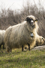 Fototapeta premium Main ram sheep