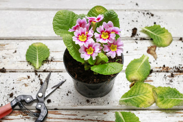Pink primula flowers