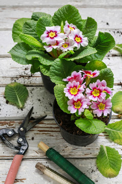 Pink primula flowers