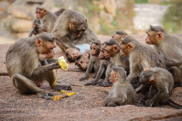 Funny monkey family