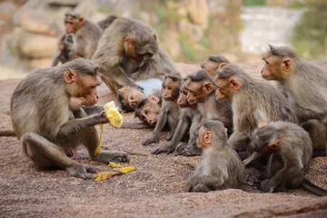 Fotobehang Aap Grappige apenfamilie