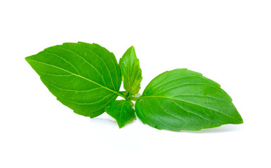 Sweet Basil on white background