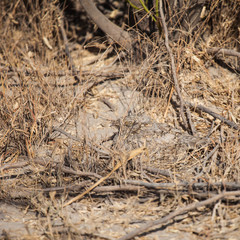 nightjar bird