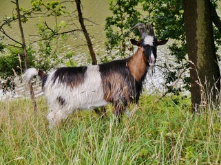 Fototapeta premium Ziege grast vor dem Fluss