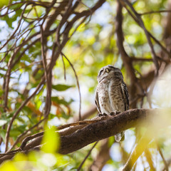 Collared Owlet