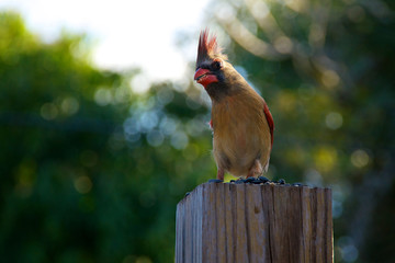 young female cardinal bird standing