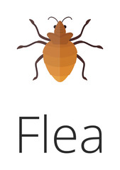 Skin vermin flea 