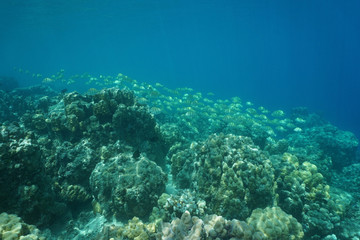Fototapeta na wymiar Underwater landscape, coral reef with a school of fish, convict tang, Pacific ocean, French Polynesia