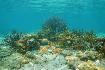 Naklejka na ściany i meble Corals and Cushion starfishes underwater on a shallow reef in the Caribbean sea