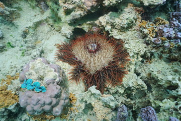 Obraz premium Crown-of-thorns sea star, Acanthaster planci, underwater on a coral reef, Pacific ocean, French Polynesia