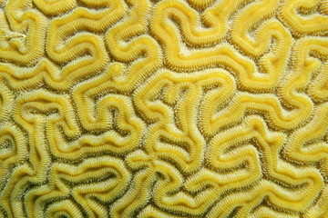 Maze of grooved brain coral, Diploria labyrinthiformis, close-up, Caribbean sea