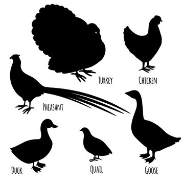 Set of domestic fowl icons, silhouettes of poultry farm cartoon birds: pheasant, turkey, goose, chicken, duck and quail isolated on white background, vector illustration