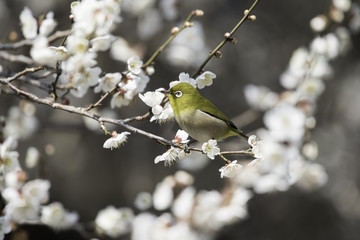 白梅とメジロ