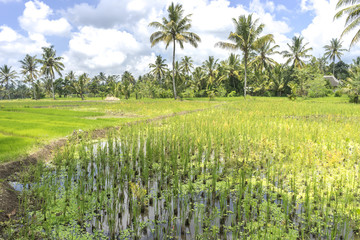 Agriculture paddy hill with cloudy skies