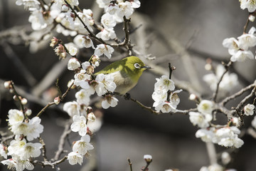 白梅とメジロ