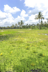 Agriculture paddy hill with cloudy skies