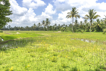 Fototapeta premium Agriculture paddy hill with cloudy skies
