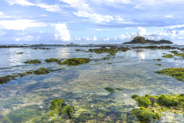 Natural green moss at beach rock with nature sunlight early morning