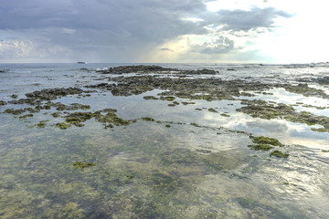 Natural green moss at beach rock with nature sunlight early morning