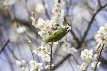 白梅とメジロ