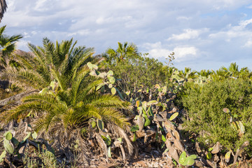 Fototapeta na wymiar Arid climate flora