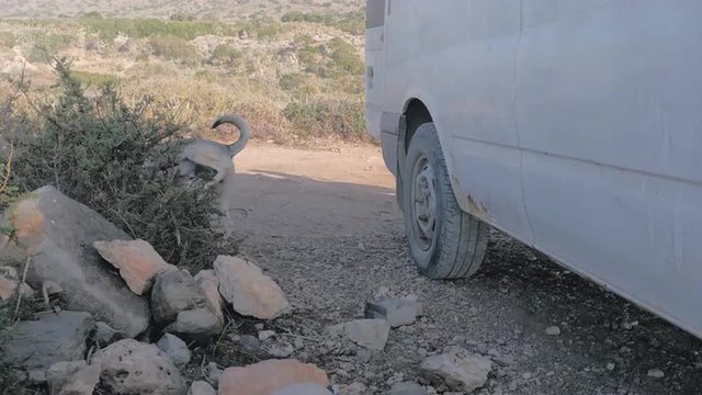 Dog is peeing on the wheel of a transporter and in the bush 
