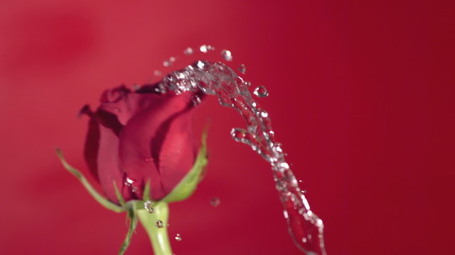 Valentine's Day rose water splash, slow motion