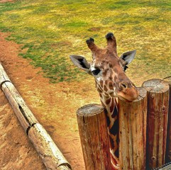 giraffe peping over the fence at the houston zoo