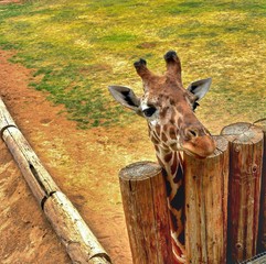 giraffe peping over the fence at the houston zoo © shaundarr