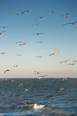 Obraz premium Herring gull