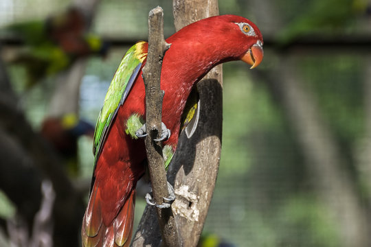 Red Parot - A beautiful of head Red parrot bird.
