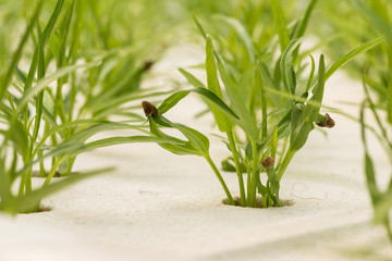 Hydroponics vegetable in farm, morning glory