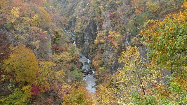 Osaki, Japan - 28 Oct, 2014 :  Bridge with leaves turning color in autumn in Naruko Gorge - Osaki, Miyagi, Japan