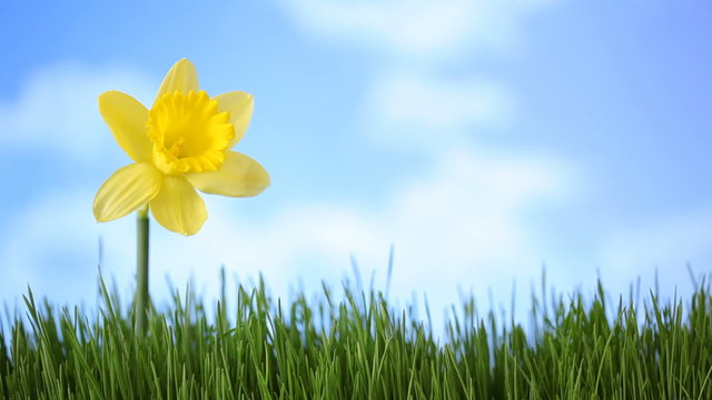 Daffodil flower in grass with moving clouds