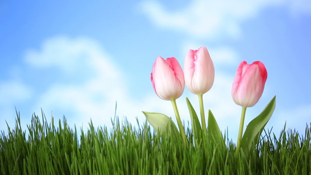 Pink tulips with clouds moving over