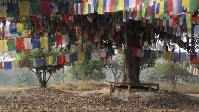 Garden with prayer flags