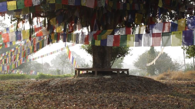 The Buddha Tree in Lumbini
