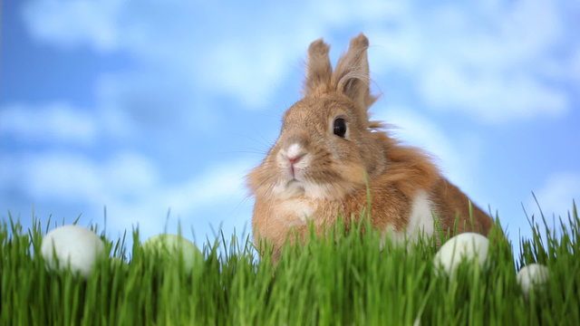 Easter bunny sitting in grass with eggs