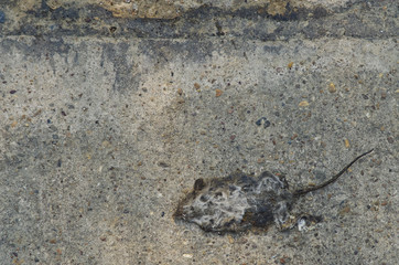 rat remains background