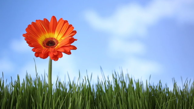 Gerber daisy flower in grass