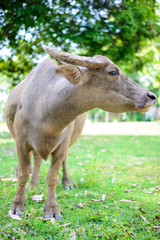 Fototapeta premium Asian water buffalo on the field