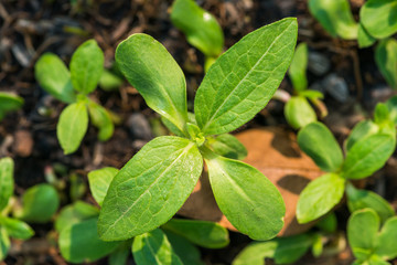 Fototapeta na wymiar Sunflower sprout